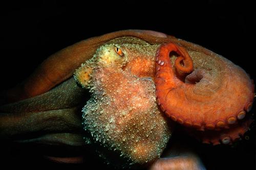 Reef Octopus Close-up